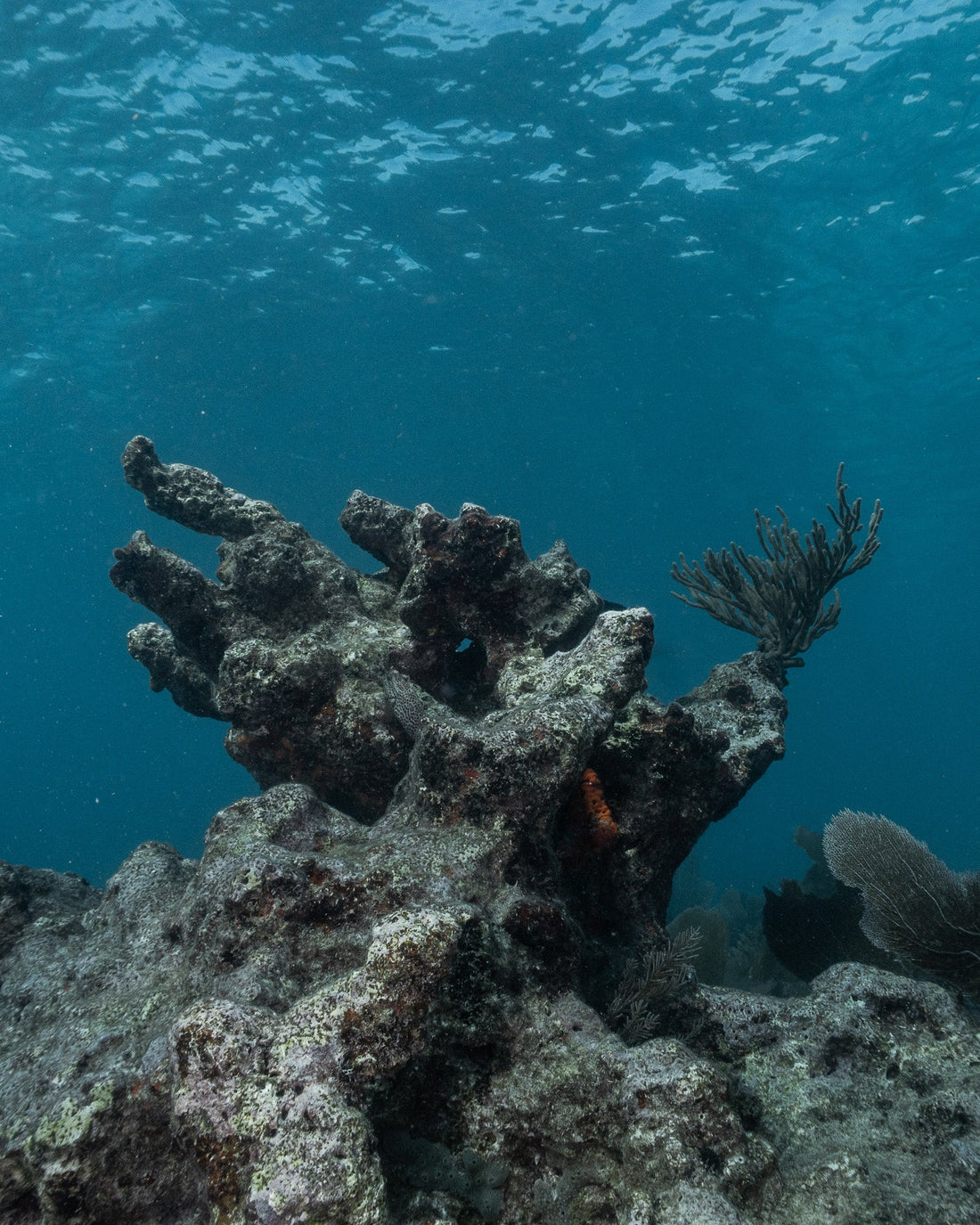 Coral in the Climate Crisis