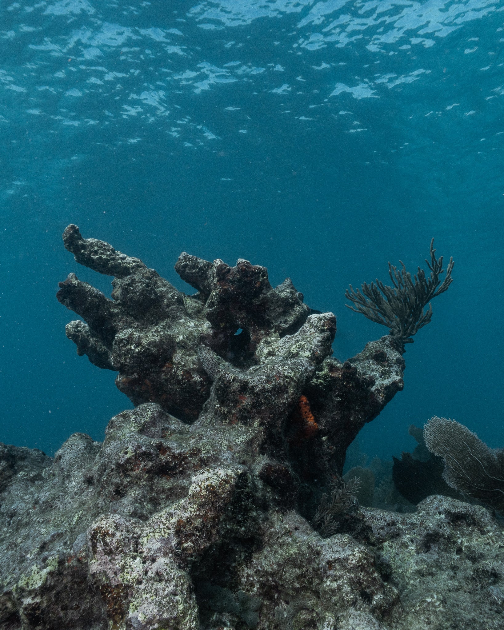 Coral in the Climate Crisis
