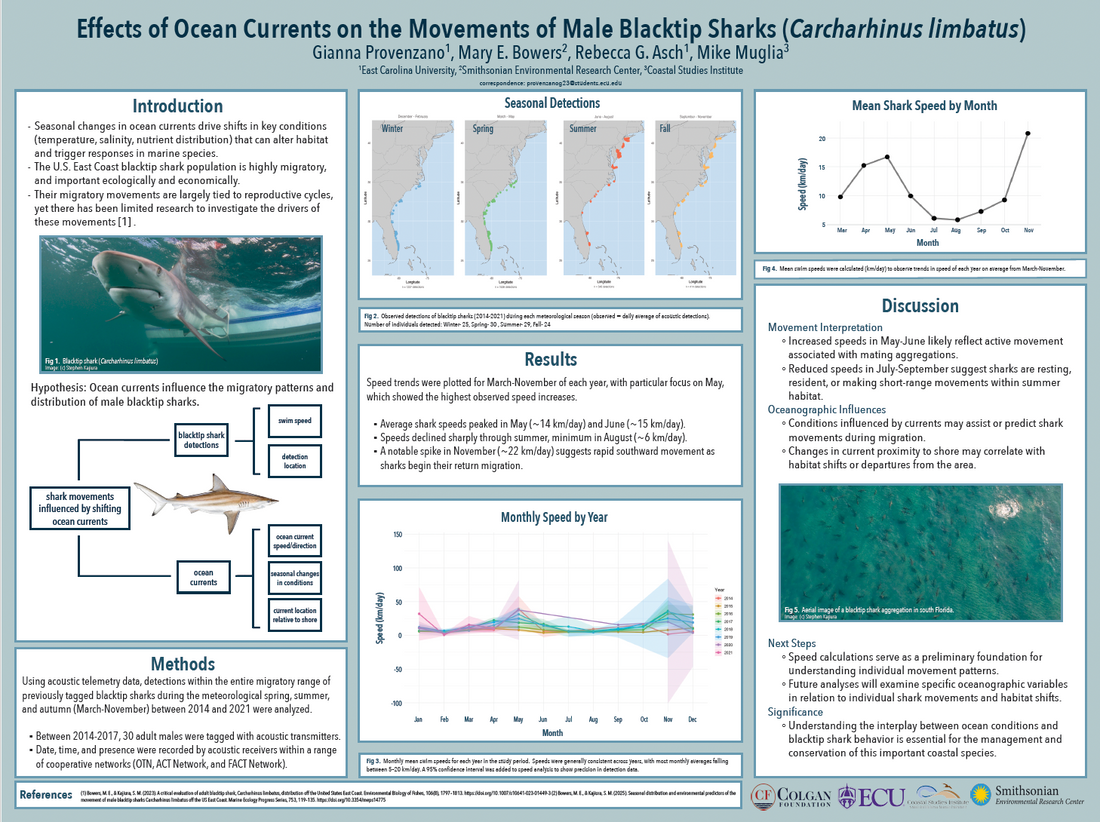 Blacktip Shark Research