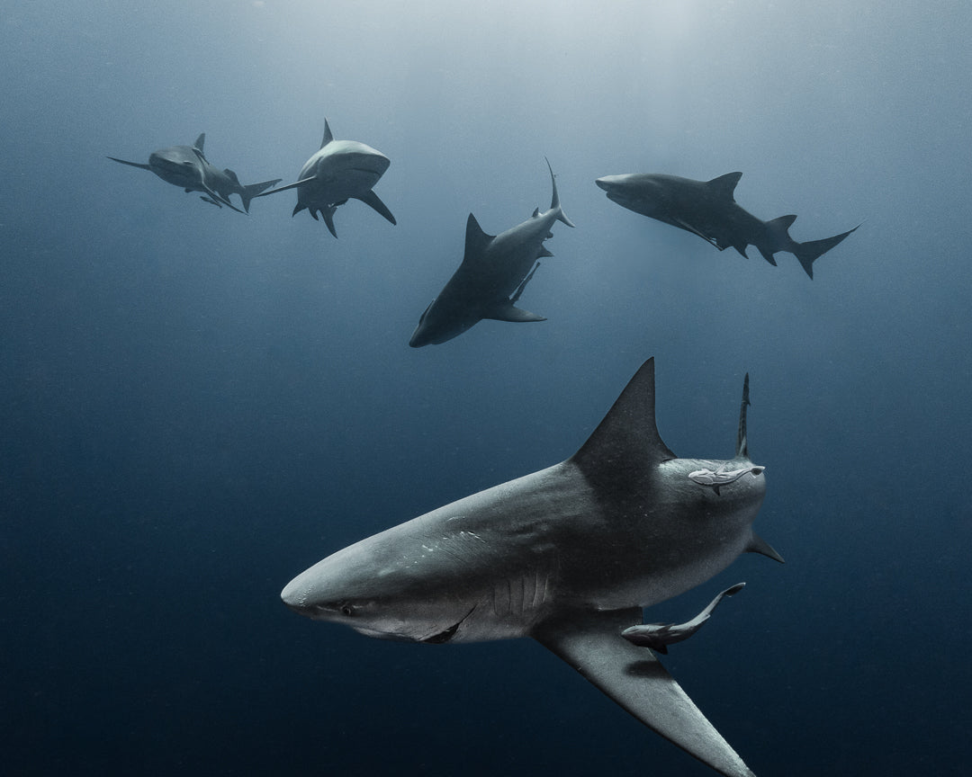 The Vital Roles of Sharks