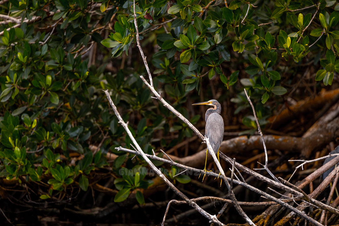 Heron