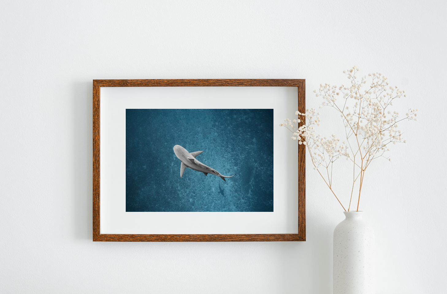 Bull Sharks