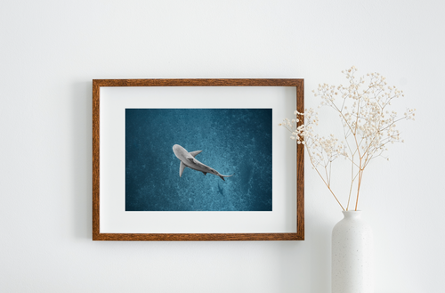 Bull Sharks