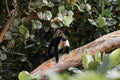 Capuchin