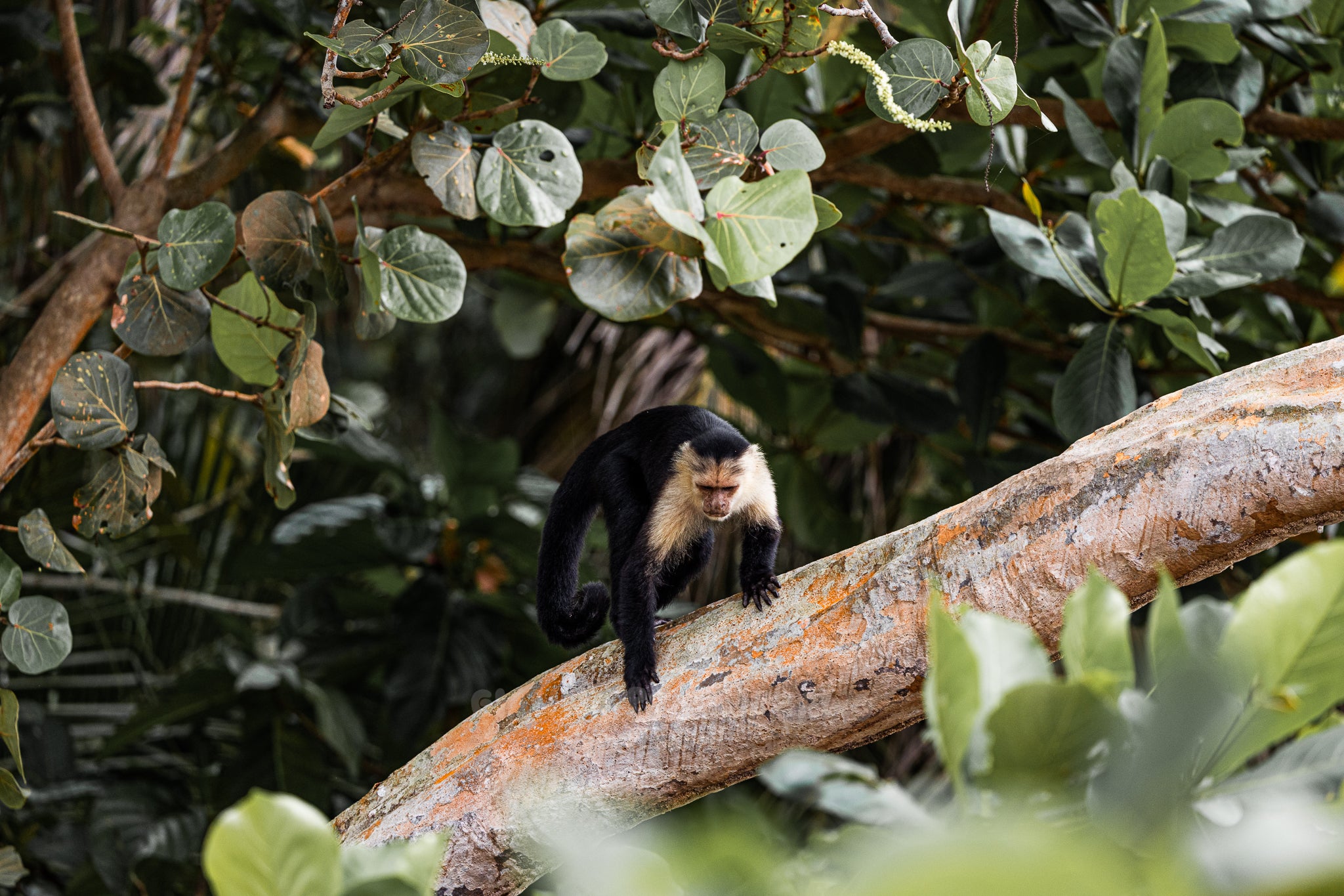 Capuchin