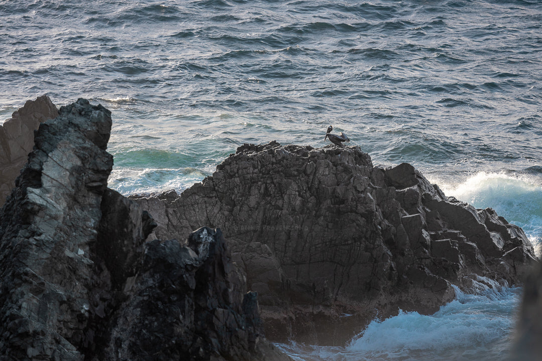 Pelican