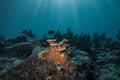 Coral