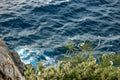 Cliffside Plumerias