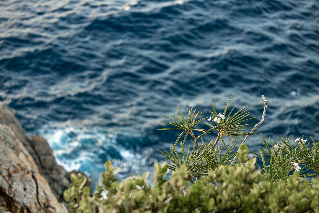 Cliffside Plumerias