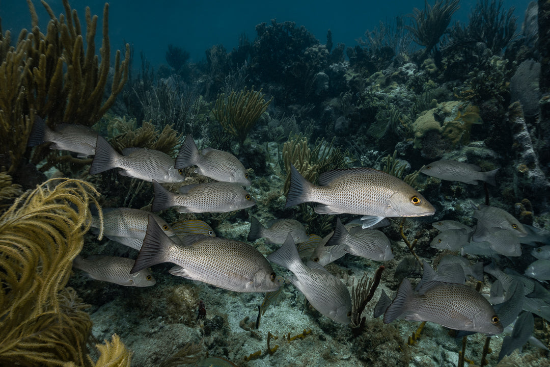 Gray Snapper