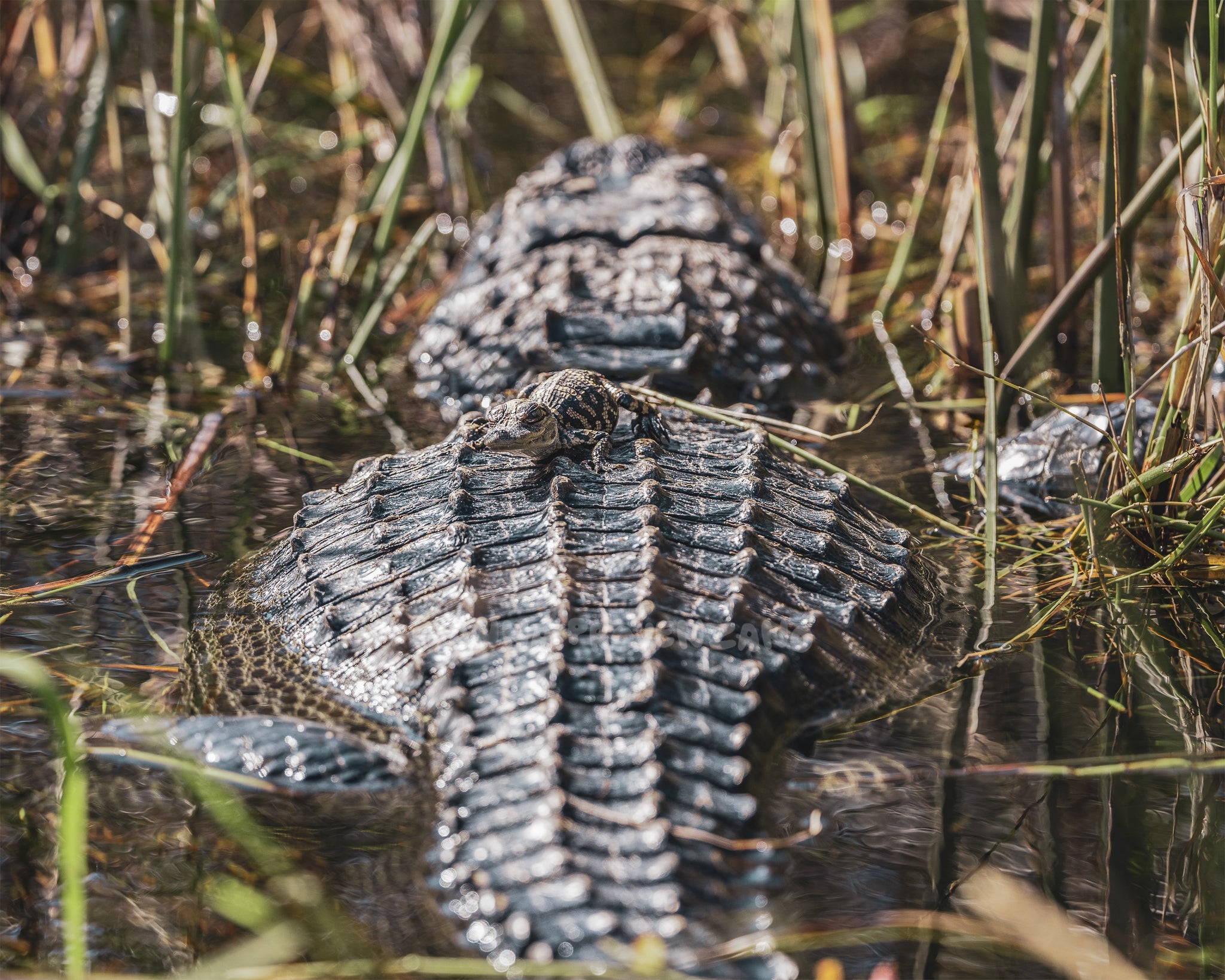 Baby Gator